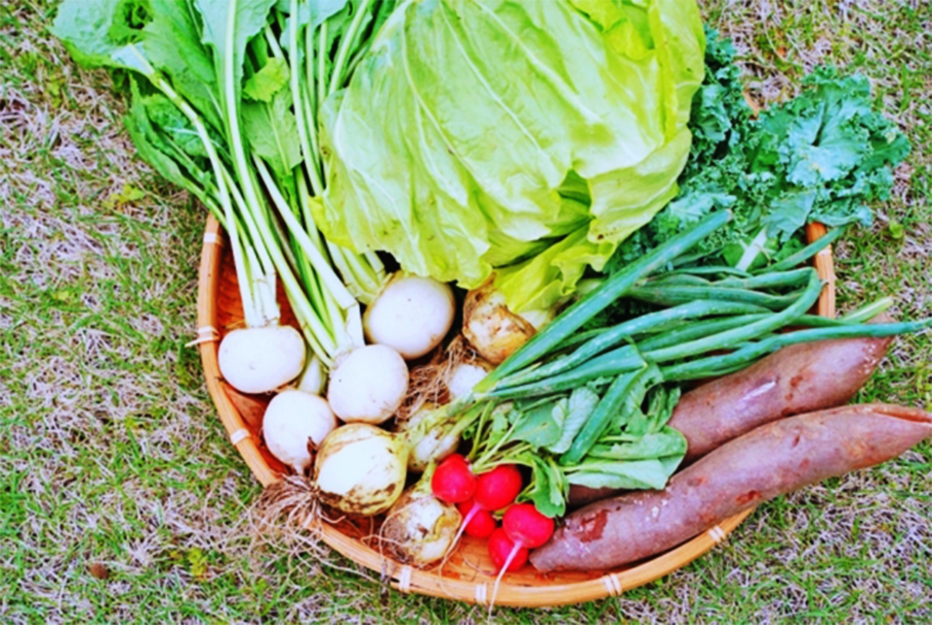 お試しセットの野菜２